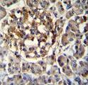 SEC14L5 Antibody - SEC14L5 Antibody immunohistochemistry of formalin-fixed and paraffin-embedded human pancreas tissue followed by peroxidase-conjugated secondary antibody and DAB staining.