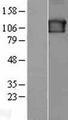 SEC23IP / p125 Protein - Western validation with an anti-DDK antibody * L: Control HEK293 lysate R: Over-expression lysate