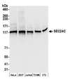 SEC24C Antibody - Detection of human and mouse SEC24C by western blot. Samples: Whole cell lysate (50 µg) from HeLa, HEK293T, Jurkat, mouse TCMK-1, and mouse NIH 3T3 cells prepared using NETN lysis buffer. Antibodies: Affinity purified rabbit anti-SEC24C antibody used for WB at 0.1 µg/ml. Detection: Chemiluminescence with an exposure time of 1 second.