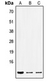 SEC61B Antibody - Western blot analysis of SEC61B expression in HEK293T (A); Raw264.7 (B); H9C2 (C) whole cell lysates.