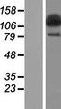 SECISBP2L Protein - Western validation with an anti-DDK antibody * L: Control HEK293 lysate R: Over-expression lysate