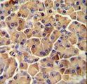 SEL1L Antibody - SEL1L antibody immunohistochemistry of formalin-fixed and paraffin-embedded human pancreas tissue followed by peroxidase-conjugated secondary antibody and DAB staining.