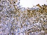 SELL / L-Selectin / CD62L Antibody - CD62L antibody IHC-paraffin: Human Tonsil Tissue.