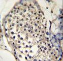 SELV Antibody - SELV Antibody immunohistochemistry of formalin-fixed and paraffin-embedded human testis tissue followed by peroxidase-conjugated secondary antibody and DAB staining.
