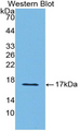 SEMA3A / Semaphorin 3A Antibody - Western Blot; Sample: Recombinant protein.