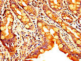 SEMA4B / Semaphorin 4B Antibody - Immunohistochemistry image at a dilution of 1:300 and staining in paraffin-embedded human small intestine tissue performed on a Leica BondTM system. After dewaxing and hydration, antigen retrieval was mediated by high pressure in a citrate buffer (pH 6.0) . Section was blocked with 10% normal goat serum 30min at RT. Then primary antibody (1% BSA) was incubated at 4 °C overnight. The primary is detected by a biotinylated secondary antibody and visualized using an HRP conjugated SP system.