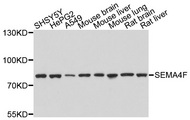 SEMA4F / Semaphorin 4F Antibody - Western blot analysis of extracts of various cell lines, using SEMA4F antibody at 1:1000 dilution. The secondary antibody used was an HRP Goat Anti-Rabbit IgG (H+L) at 1:10000 dilution. Lysates were loaded 25ug per lane and 3% nonfat dry milk in TBST was used for blocking. An ECL Kit was used for detection and the exposure time was 30s.