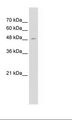 SEMG1 Antibody - Jurkat Cell Lysate.  This image was taken for the unconjugated form of this product. Other forms have not been tested.