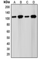 SENP7 Antibody - Western blot analysis of SENP7 expression in WI38 (A); HeLa (B); NIH3T3 (C); Jurkat (D) whole cell lysates.