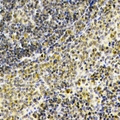 SEPT1 / Septin 1 Antibody - Immunohistochemical analysis of Septin 1 staining in human spleen formalin fixed paraffin embedded tissue section. The section was pre-treated using heat mediated antigen retrieval with sodium citrate buffer (pH 6.0). The section was then incubated with the antibody at room temperature and detected using an HRP polymer system. DAB was used as the chromogen. The section was then counterstained with hematoxylin and mounted with DPX.