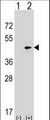 SEPT2 / Septin 2 Antibody - Western blot of SEPT2 (arrow) using rabbit polyclonal SEPT2 Antibody. 293 cell lysates (2 ug/lane) either nontransfected (Lane 1) or transiently transfected (Lane 2) with the SEPT2 gene.