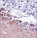 SEPT5 / Septin 5 Antibody - SEPT5 Antibody immunohistochemistry of formalin-fixed and paraffin-embedded human cerebellum tissue followed by peroxidase-conjugated secondary antibody and DAB staining.