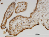 SEPX1 / Selenoprotein R Antibody - Immunoperoxidase of monoclonal antibody to SEPX1 on formalin-fixed paraffin-embedded human placenta. [antibody concentration 1.5 ug/ml]