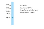 SERF1A / SERF1 Antibody -  This image was taken for the unconjugated form of this product. Other forms have not been tested.