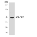 SERGEF Antibody - Western blot analysis of the lysates from HT-29 cells using SERGEF antibody.