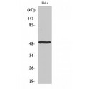 SERINC2 Antibody - Western blot of TDE2L antibody