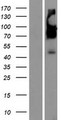 SERINC5 Protein - Western validation with an anti-DDK antibody * L: Control HEK293 lysate R: Over-expression lysate