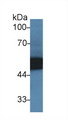 SERPINA1 / Alpha 1 Antitrypsin Antibody - Western Blot; Sample: Mouse Heart lysate; Primary Ab: 2µg/ml Rabbit Anti-Mouse a1AT Antibody Second Ab: 0.2µg/mL HRP-Linked Caprine Anti-Rabbit IgG Polyclonal Antibody