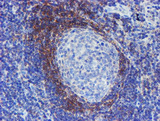 SERPINA5 / PCI Antibody - IHC of paraffin-embedded Human tonsil using anti-SERPINA5 mouse monoclonal antibody. (Heat-induced epitope retrieval by 10mM citric buffer, pH6.0, 100C for 10min).
