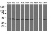 SERPINB13 / HUR7 Antibody - Western blot of extracts (35 ug) from 9 different cell lines by using anti-SERPINB13 monoclonal antibody.