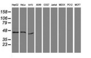 SERPINB13 / HUR7 Antibody - Western blot of extracts (35 ug) from 9 different cell lines by using anti-SERPINB13 monoclonal antibody (HepG2: human; HeLa: human; SVT2: mouse; A549: human; COS7: monkey; Jurkat: human; MDCK: canine; PC12: rat; MCF7: human).