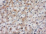 SERPINB13 / HUR7 Antibody - IHC of paraffin-embedded Human liver tissue using anti-SERPINB13 mouse monoclonal antibody.