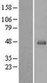SERPINB13 / HUR7 Protein - Western validation with an anti-DDK antibody * L: Control HEK293 lysate R: Over-expression lysate