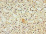 SERPINB8 Antibody - Immunohistochemistry of paraffin-embedded human adrenal gland using antibody at 1:100 dilution.  This image was taken for the unconjugated form of this product. Other forms have not been tested.