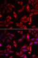 SERPINB9 / PI9 Antibody - Immunofluorescence analysis of HeLa cells.