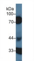 SERPIND1 / Heparin Cofactor 2 Antibody - Western Blot; Sample: Porcine Kidney lysate; Primary Ab: 1µg/ml Rabbit Anti-Human HCII Antibody Second Ab: 0.2µg/mL HRP-Linked Caprine Anti-Rabbit IgG Polyclonal Antibody