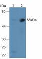 SERPINF2 / Alpha-2-Antiplasmin Antibody - Western Blot; Sample: Lane1: Mouse Liver Tissue; Lane2: Mouse Kidney Tissue.