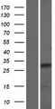SETBP1 / SEB Protein - Western validation with an anti-DDK antibody * L: Control HEK293 lysate R: Over-expression lysate