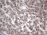 SETD2 Antibody - IHC of paraffin-embedded Human embryonic liver tissue using anti-SETD2 mouse monoclonal antibody. (Heat-induced epitope retrieval by 1 mM EDTA in 10mM Tris, pH8.5, 120°C for 3min).