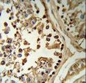 SETD8 / SET8 Antibody - SETD8 Antibody (RB18964) IHC of formalin-fixed and paraffin-embedded human testis tissue followed by peroxidase-conjugated secondary antibody and DAB staining.