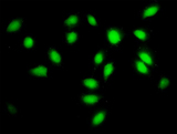 SF3A2 / SF3a66 Antibody - Immunofluorescence of monoclonal antibody to SF3A2 on HeLa cell. [antibody concentration 10 ug/ml]