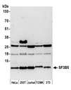 SF3B5 Antibody - Detection of human and mouse SF3B5 by western blot. Samples: Whole cell lysate (50 µg) from HeLa, HEK293T, Jurkat, mouse TCMK-1, and mouse NIH 3T3 cells prepared using NETN lysis buffer. Antibody: Affinity purified rabbit anti-SF3B5 antibody used for WB at 1:1000. Detection: Chemiluminescence with an exposure time of 3 minutes.