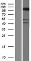 SFMBT2 Protein - Western validation with an anti-DDK antibody * L: Control HEK293 lysate R: Over-expression lysate