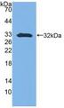 SFN / Stratifin / 14-3-3 Sigma Antibody - Western Blot; Sample: Recombinant SFN, Mouse.