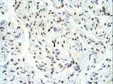 SFPQ Antibody - SFPQ antibody ARP40571_T100-NP_005057-SFPQ(splicing factor proline/glutamine-rich) Antibody was used in IHC to stain formalin-fixed, paraffin-embedded human muscle.  This image was taken for the unconjugated form of this product. Other forms have not been tested.