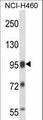 SFPQ Antibody - SFPQ Antibody western blot of NCI-H460 cell line lysates (35 ug/lane). The SFPQ antibody detected the SFPQ protein (arrow).