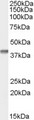 SFRP2 Antibody - Antibody (0.1 ug/ml) staining of Human Duodenum lysate (35 ug protein in RIPA buffer). Primary incubation was 1 hour. Detected by chemiluminescence.