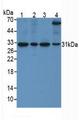 SFRP4 Antibody - Western Blot; Sample. Lane1: Human Hela Cells; Lane2: Human 293T Cells; Lane3: Human SKOV3 Cells; Lane4: Porcine Heart Tissue.