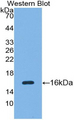 SFRP5 Antibody - Western blot of recombinant SFRP5.  This image was taken for the unconjugated form of this product. Other forms have not been tested.