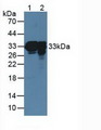 SFTPA1 / Surfactant Protein A Antibody - Western Blot; Lane1: Mouse Lung Tissue; Lane2: Rat Lung Tissue.
