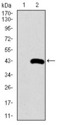 SFTPC / Surfactant Protein C Antibody - Western blot using SFTPC monoclonal antibody against HEK293 (1) and SFTPC (AA: 60-180)-hIgGFc transfected HEK293 (2) cell lysate.
