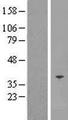 SFXN5 / Sideroflexin 5 Protein - Western validation with an anti-DDK antibody * L: Control HEK293 lysate R: Over-expression lysate