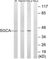 SGCA / DAG2 Antibody - Western blot analysis of lysates from HeLa, HepG2, and Jurkat cells, using SGCA Antibody. The lane on the right is blocked with the synthesized peptide.