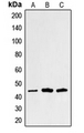 SGCA / DAG2 Antibody - Western blot analysis of Alpha-sarcoglycan expression in HUVEC (A); Raw264.7 (B); PC12 (C) whole cell lysates.
