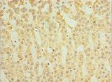 SGSH Antibody - Immunohistochemistry of paraffin-embedded human adrenal gland using antibody at 1:100 dilution.