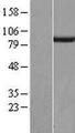 SGSM3 Protein - Western validation with an anti-DDK antibody * L: Control HEK293 lysate R: Over-expression lysate